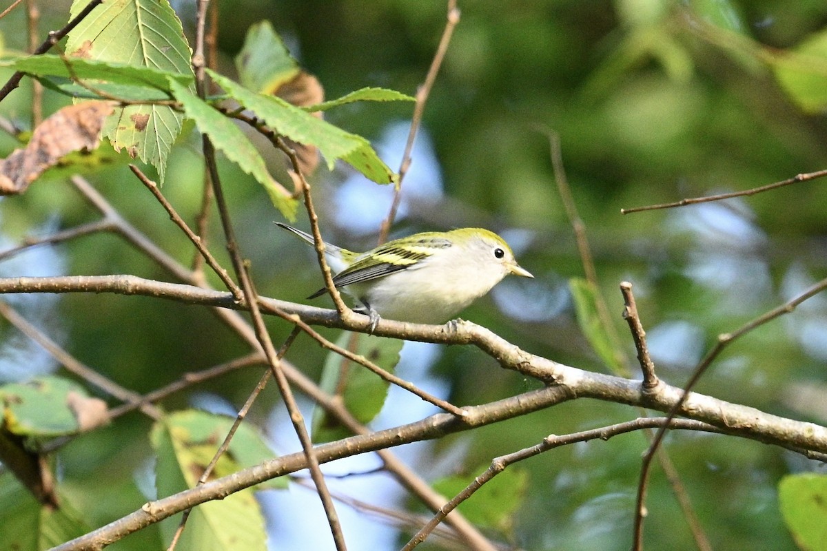 Chestnut-sided Warbler - ML642041704