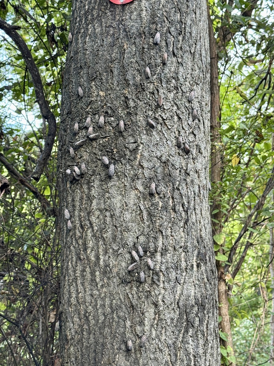 Animals - ML642041707