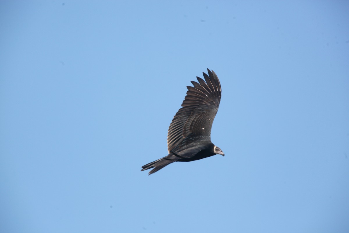 Turkey Vulture - ML642041748