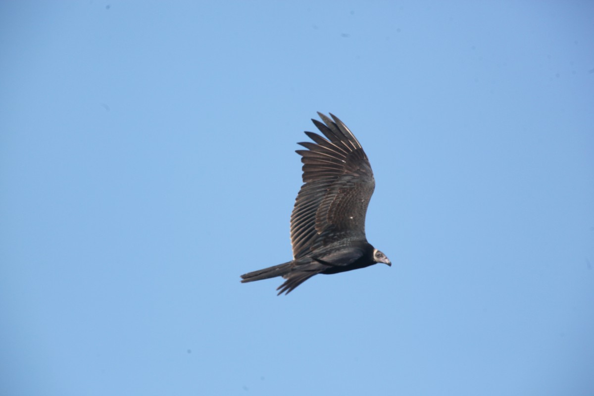 Turkey Vulture - ML642041749