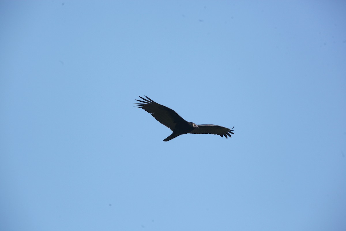 Turkey Vulture - ML642041752