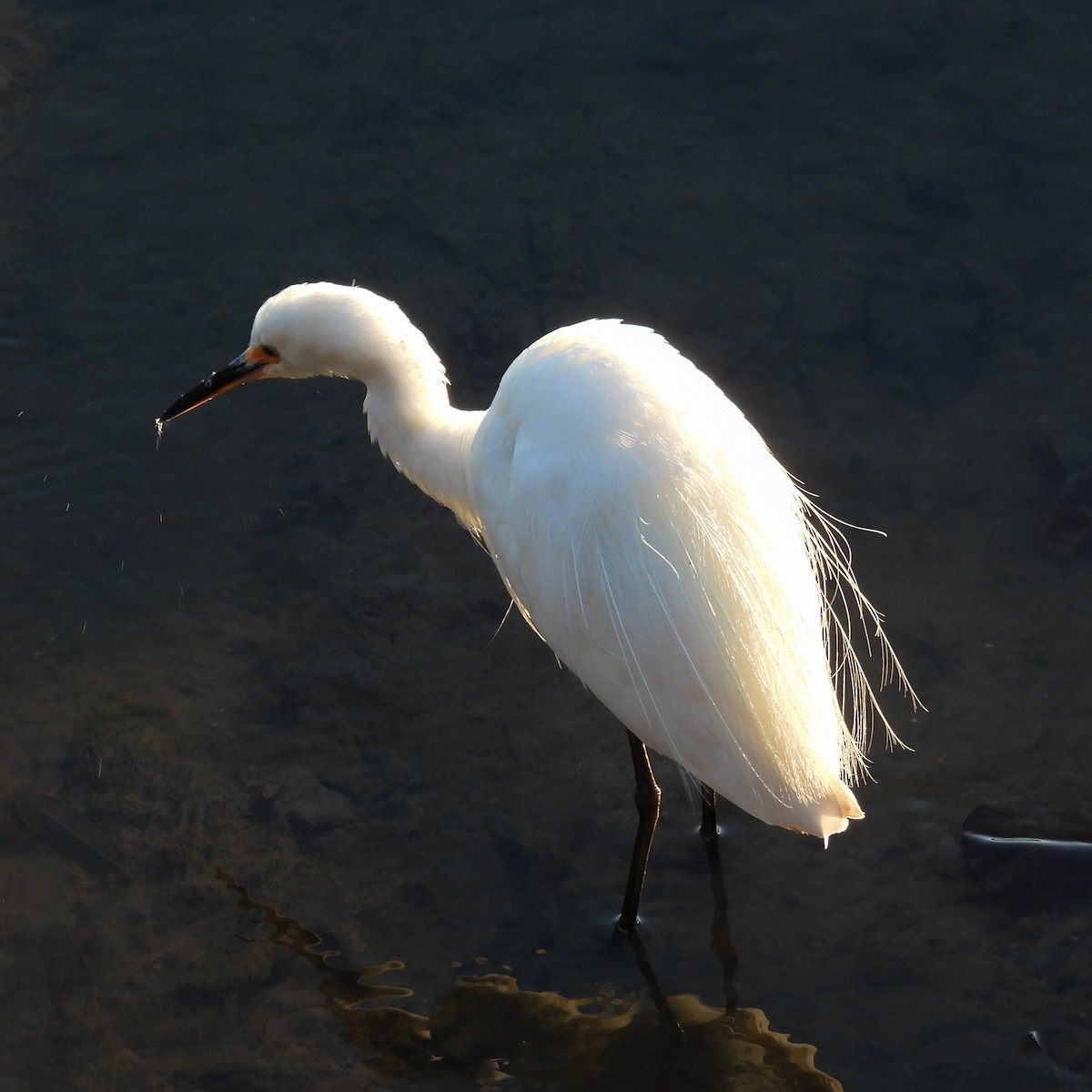 Little Egret - ML642041759