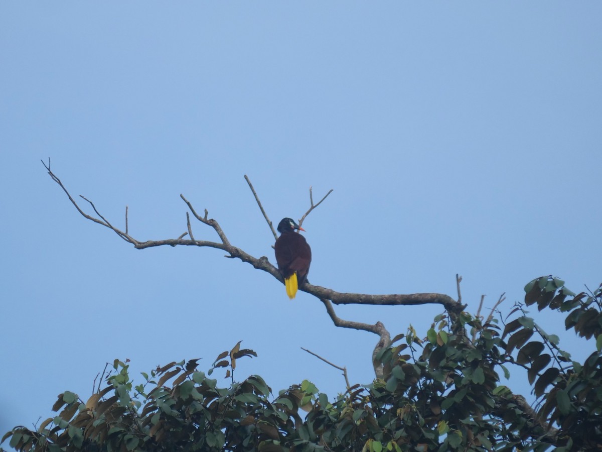 Montezuma Oropendola - ML642041761