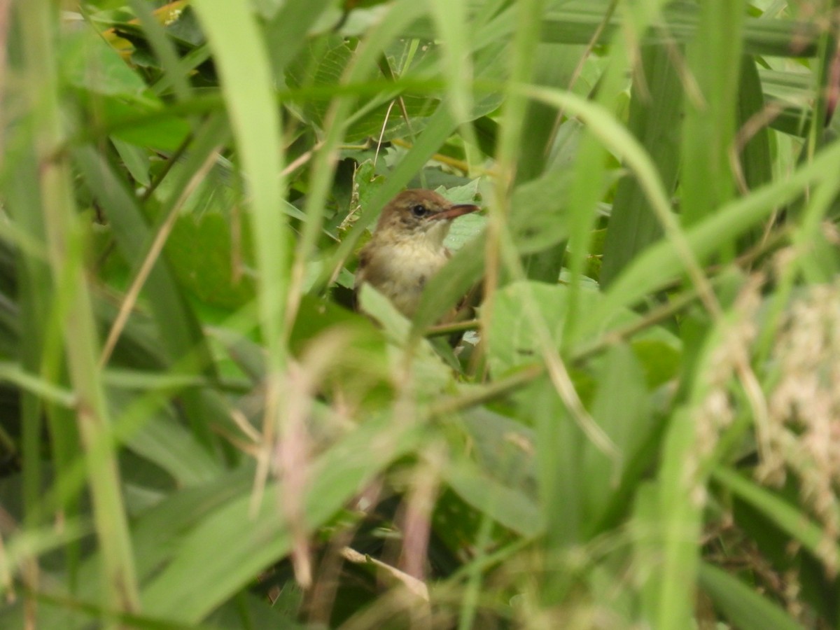 Oriental Reed Warbler - ML642041770