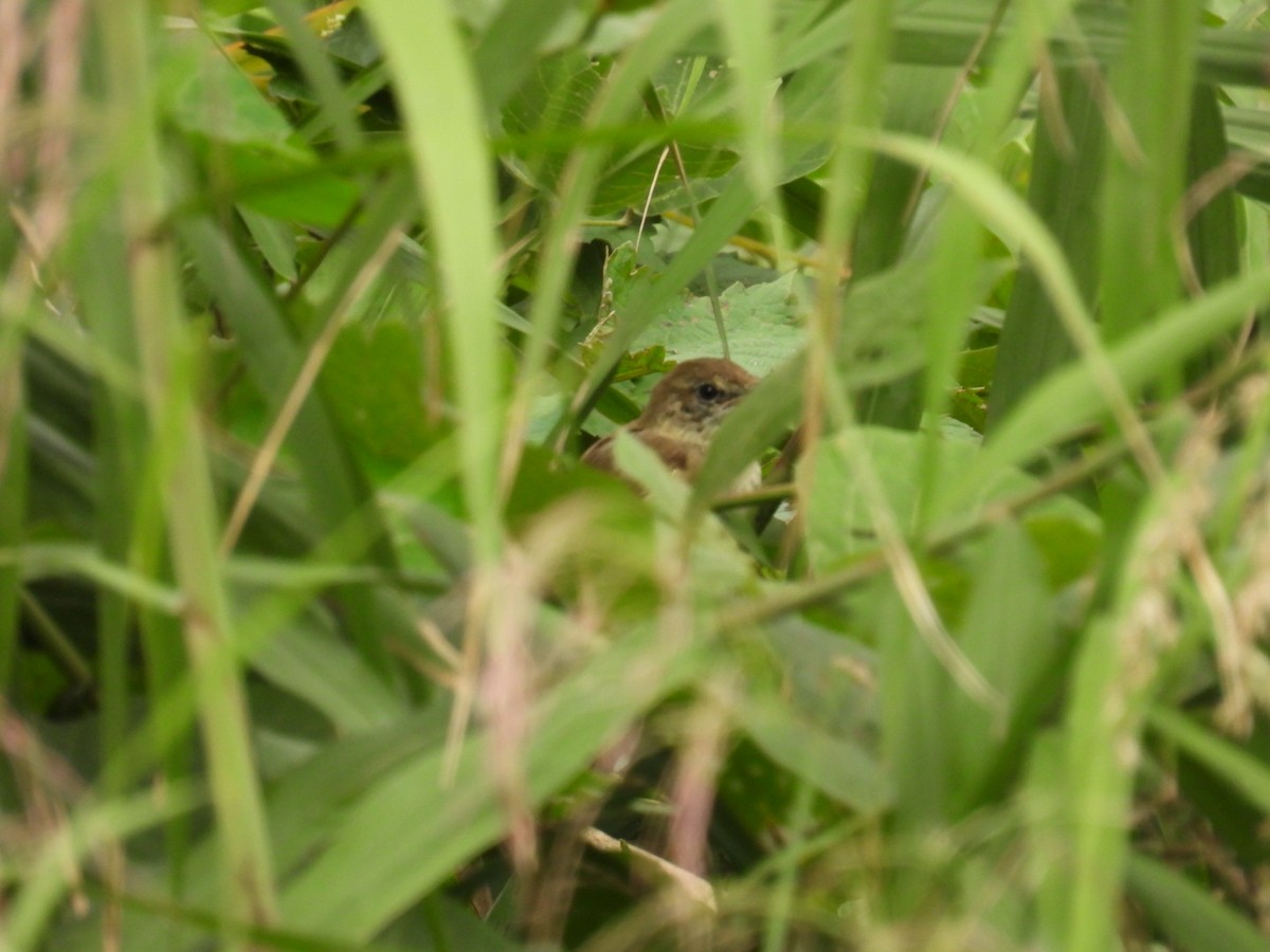 Oriental Reed Warbler - ML642041771