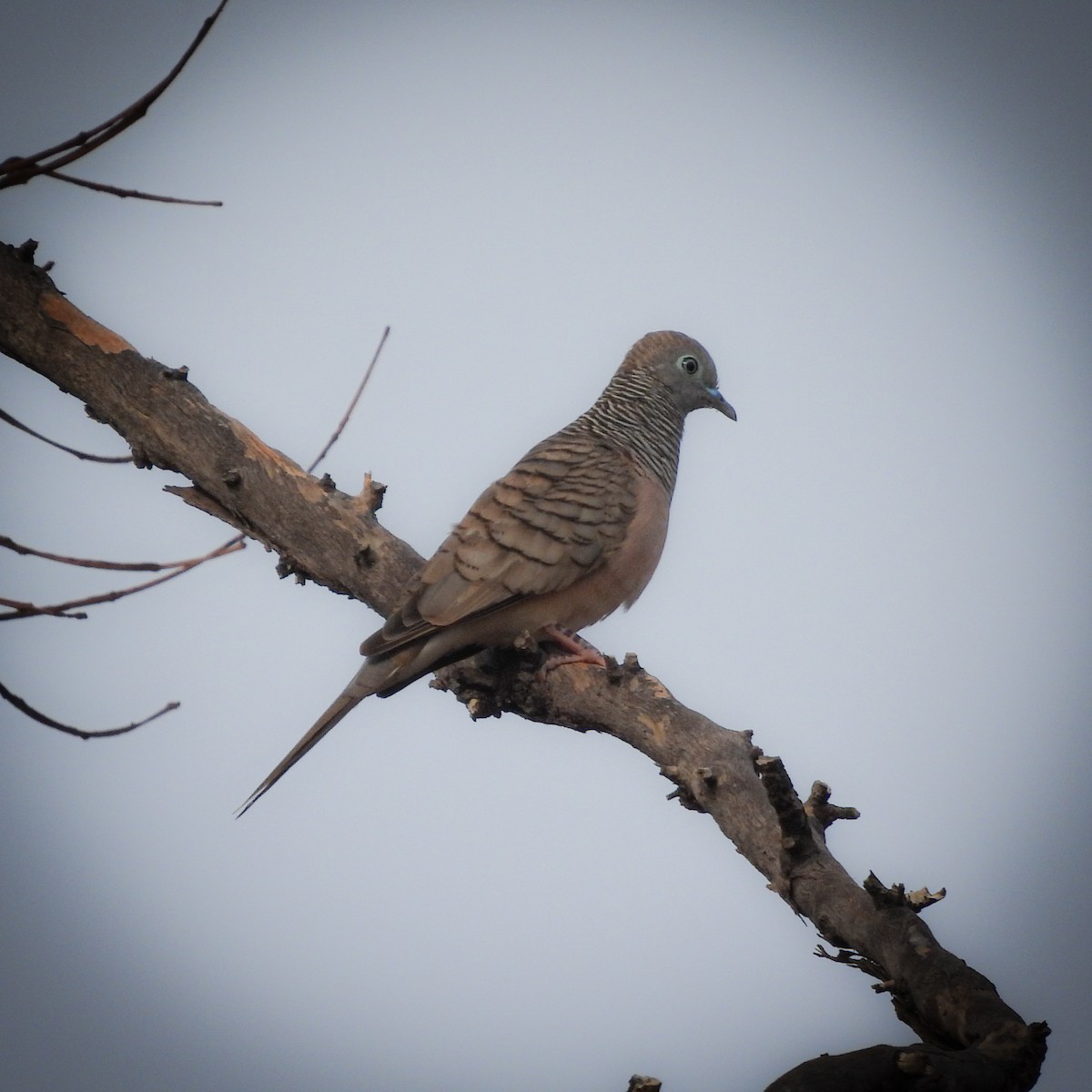 Peaceful Dove - ML642041801