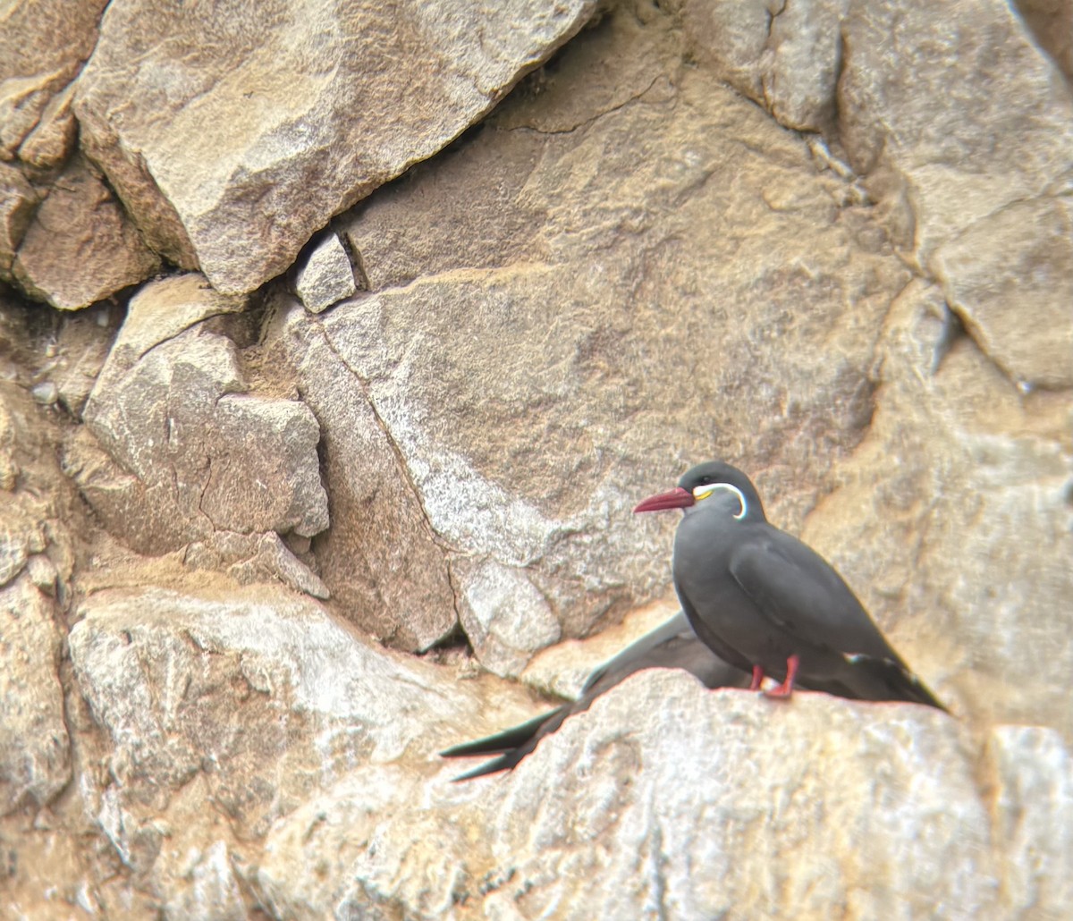 Inca Tern - ML642041828