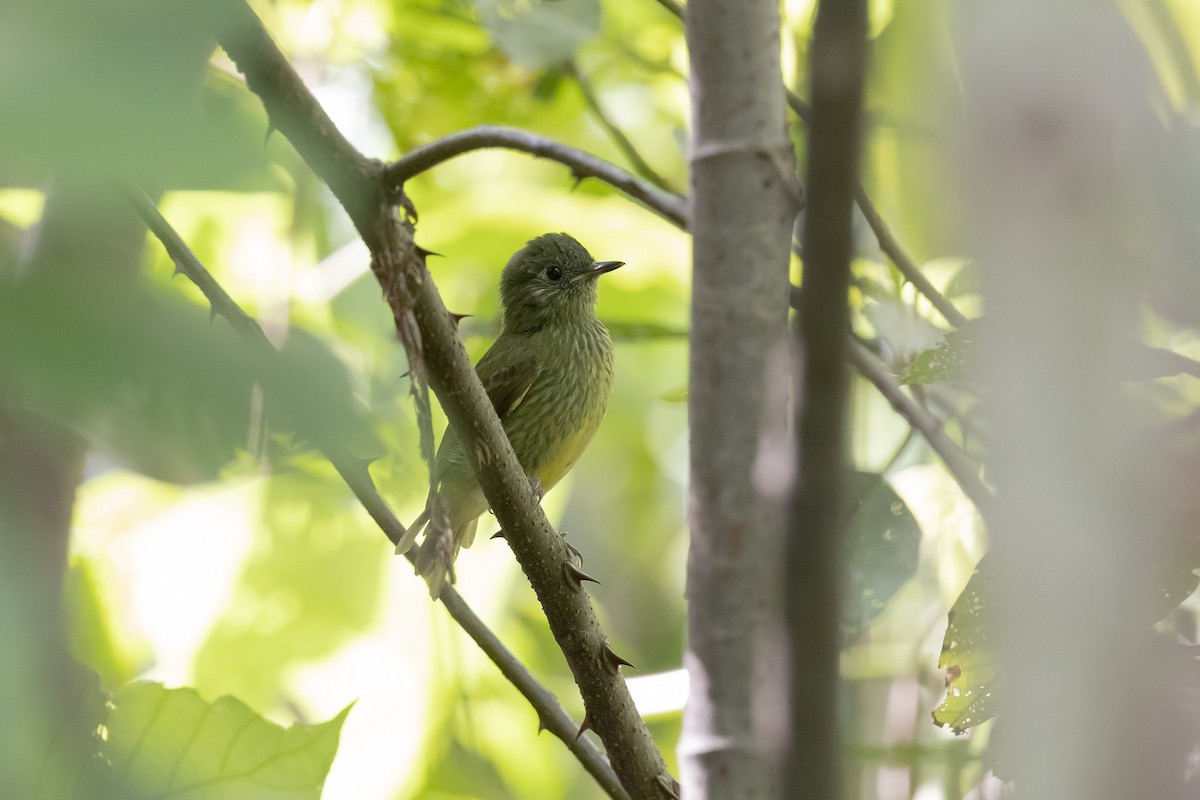 Olive-striped Flycatcher - ML642041834