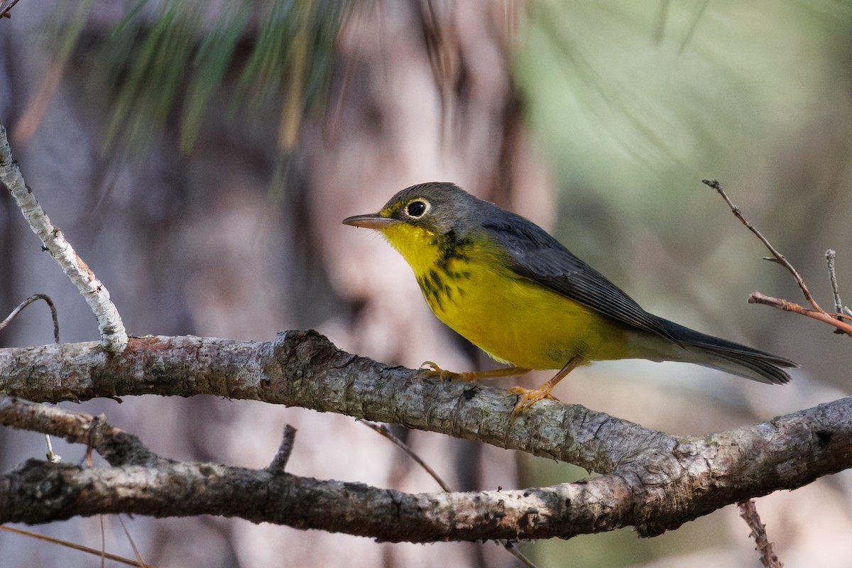 Canada Warbler - ML642041846