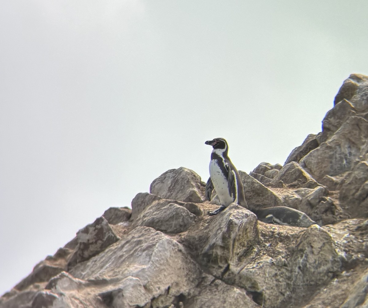Humboldt Penguin - ML642041848