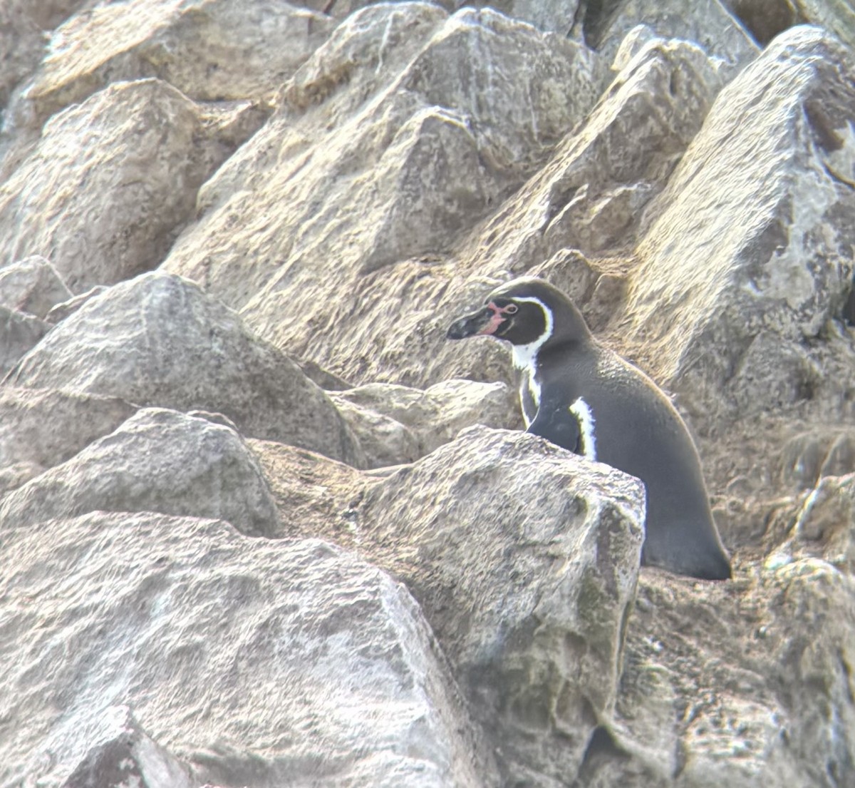 Humboldt Penguin - ML642041849