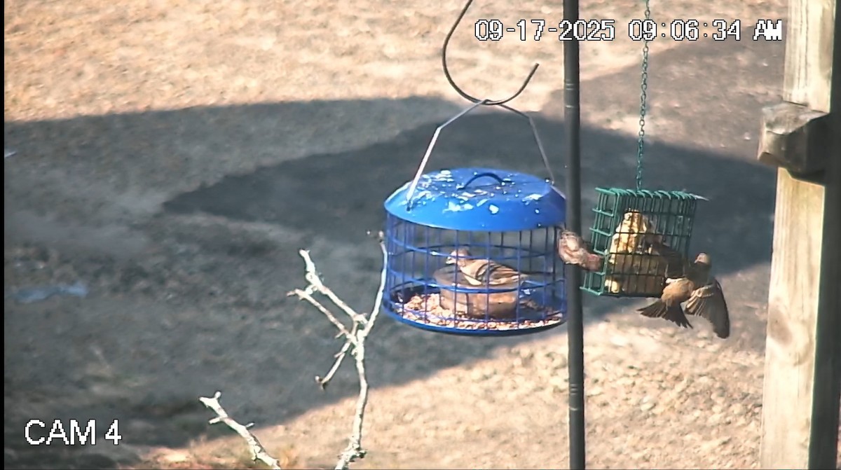 House Finch - ML642041851