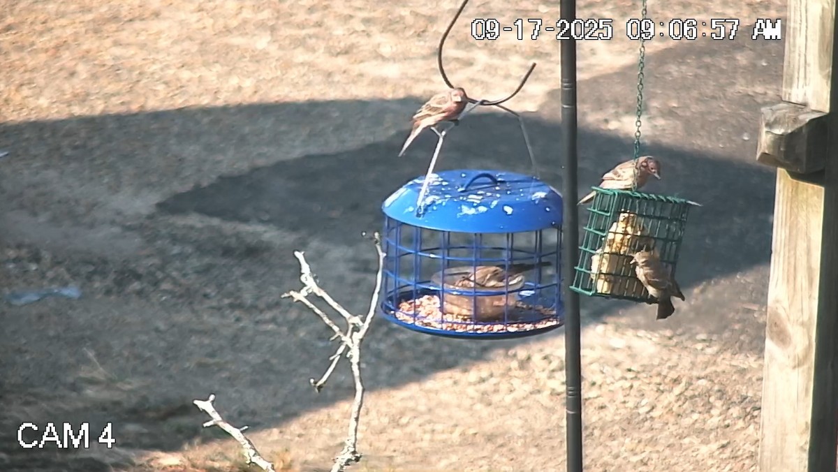 House Finch - ML642041852