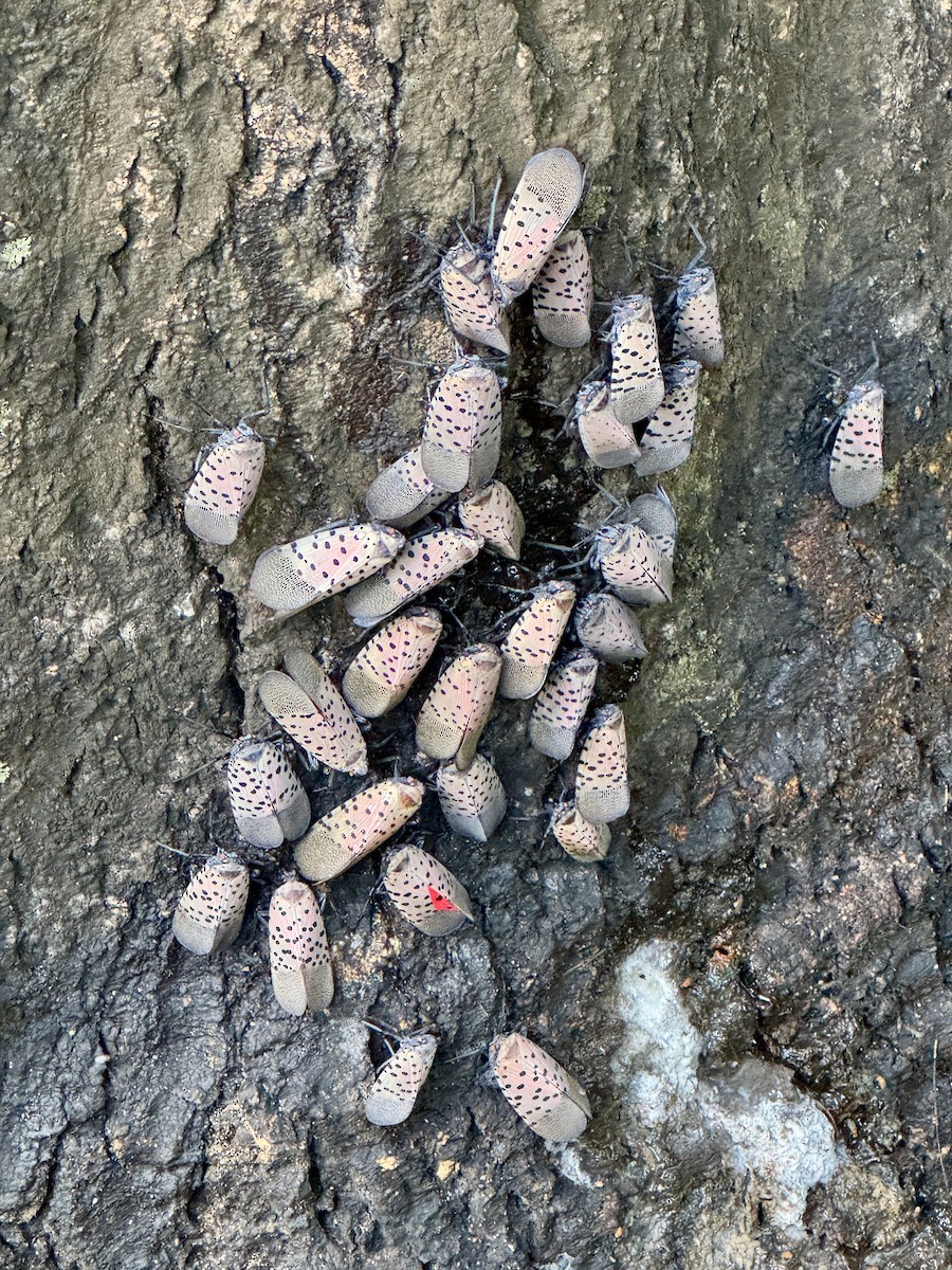 Animals - ML642041872