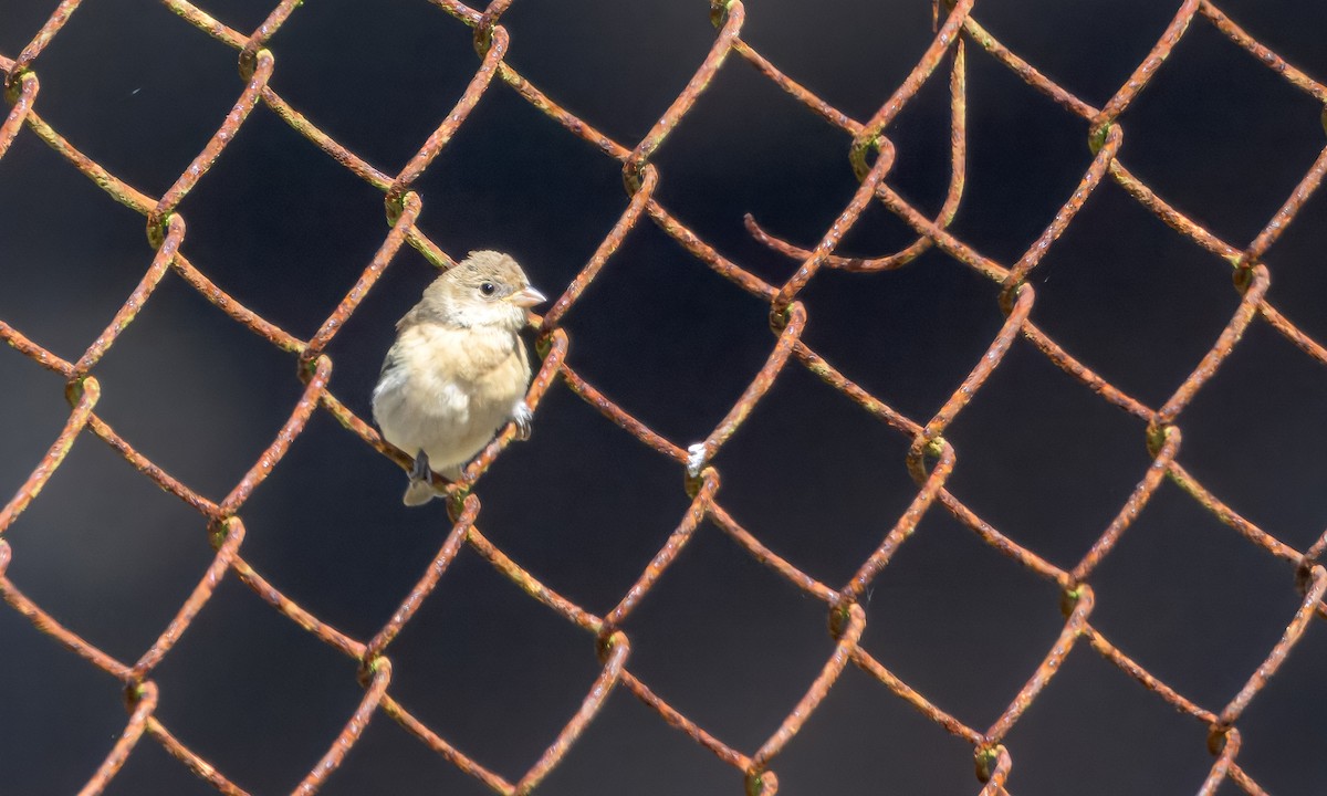 Lazuli Bunting - ML642041875