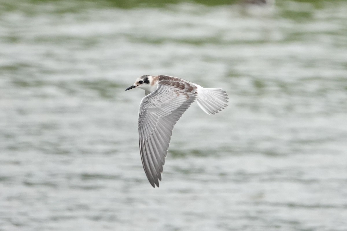 White-winged Tern - ML642041879