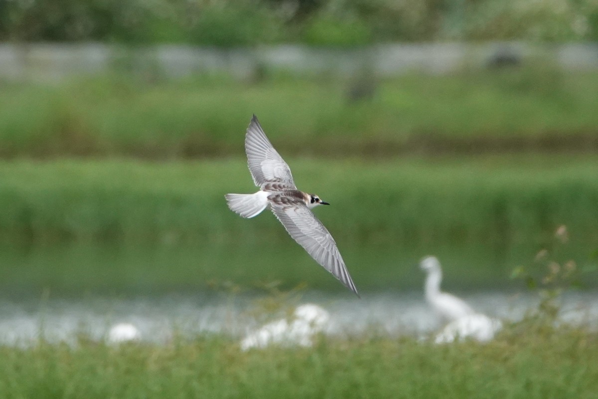 White-winged Tern - ML642041880