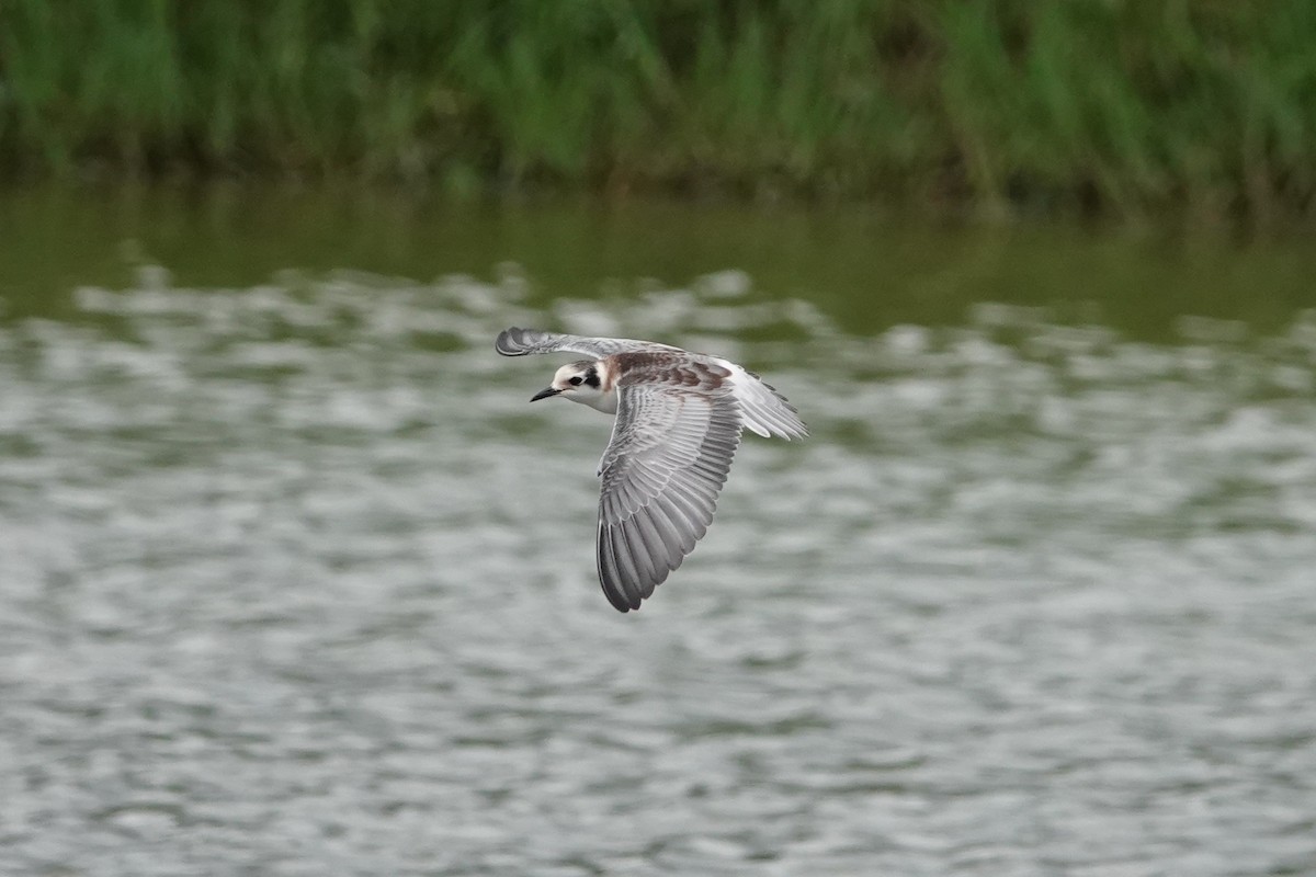 White-winged Tern - ML642041881