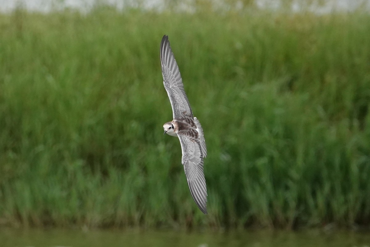 White-winged Tern - ML642041882