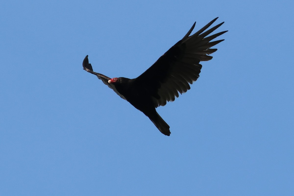 Turkey Vulture - ML642041902