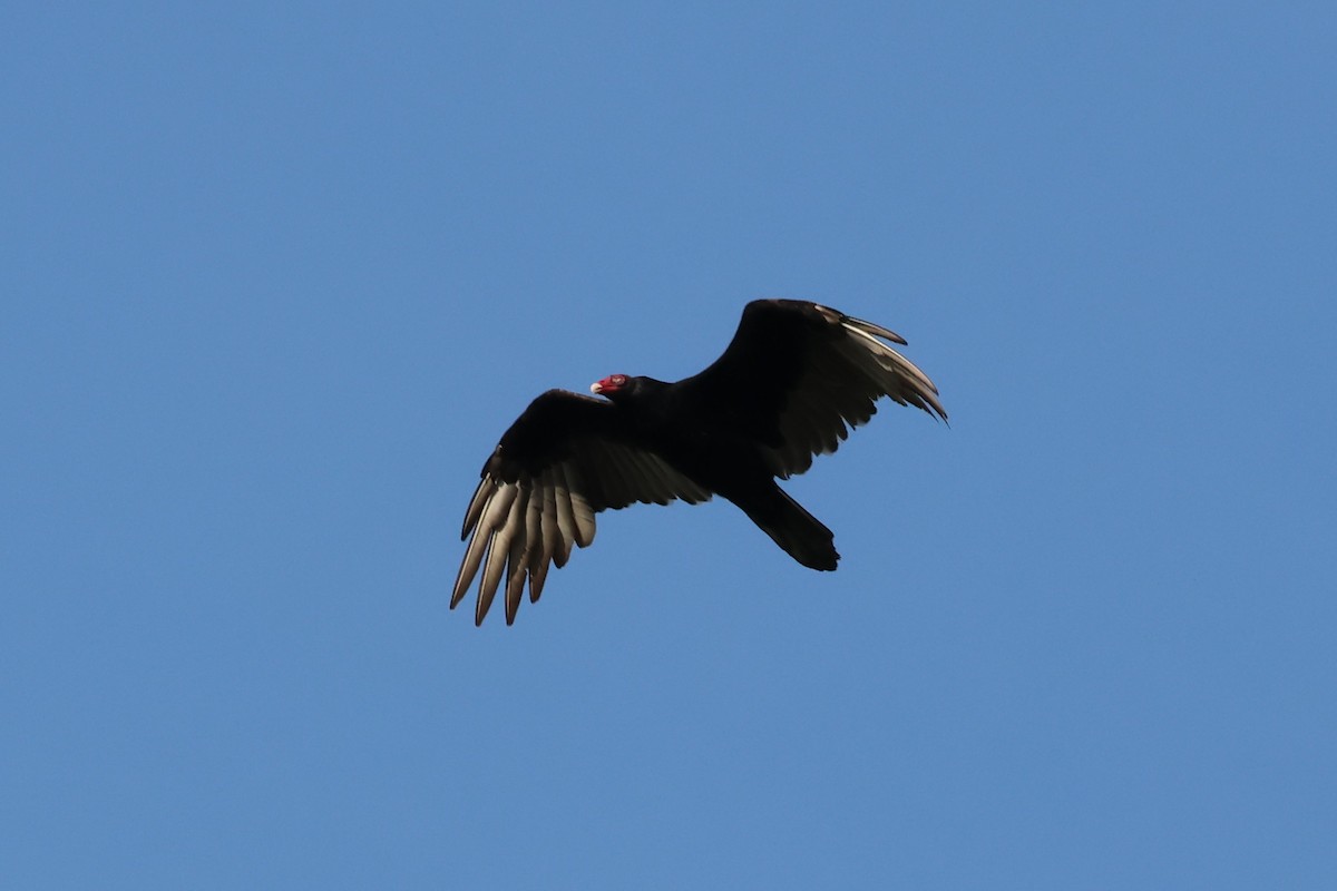 Turkey Vulture - ML642041903