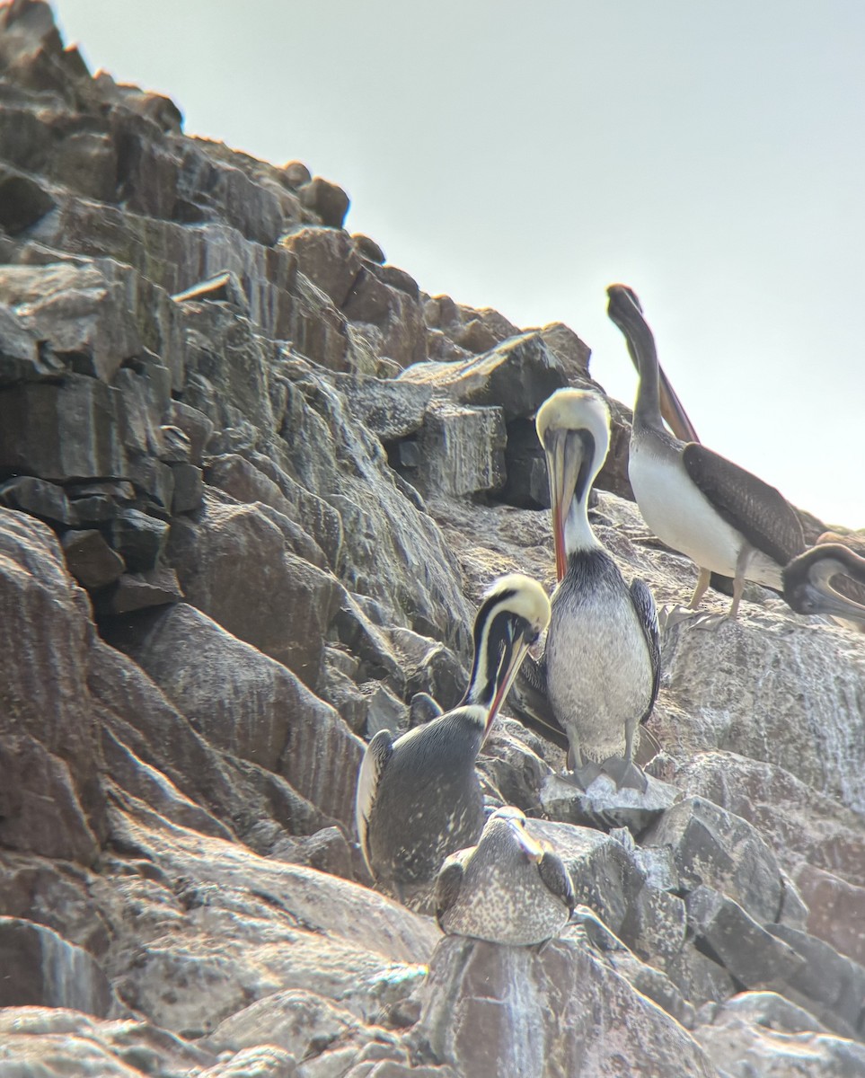Peruvian Pelican - ML642041906