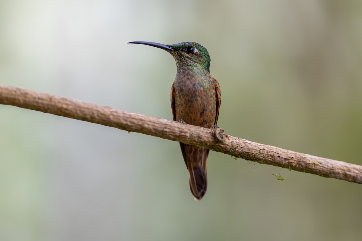 Fawn-breasted Brilliant - ML642041907