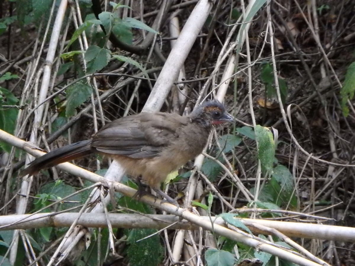 Rufous-vented Chachalaca - ML642041919