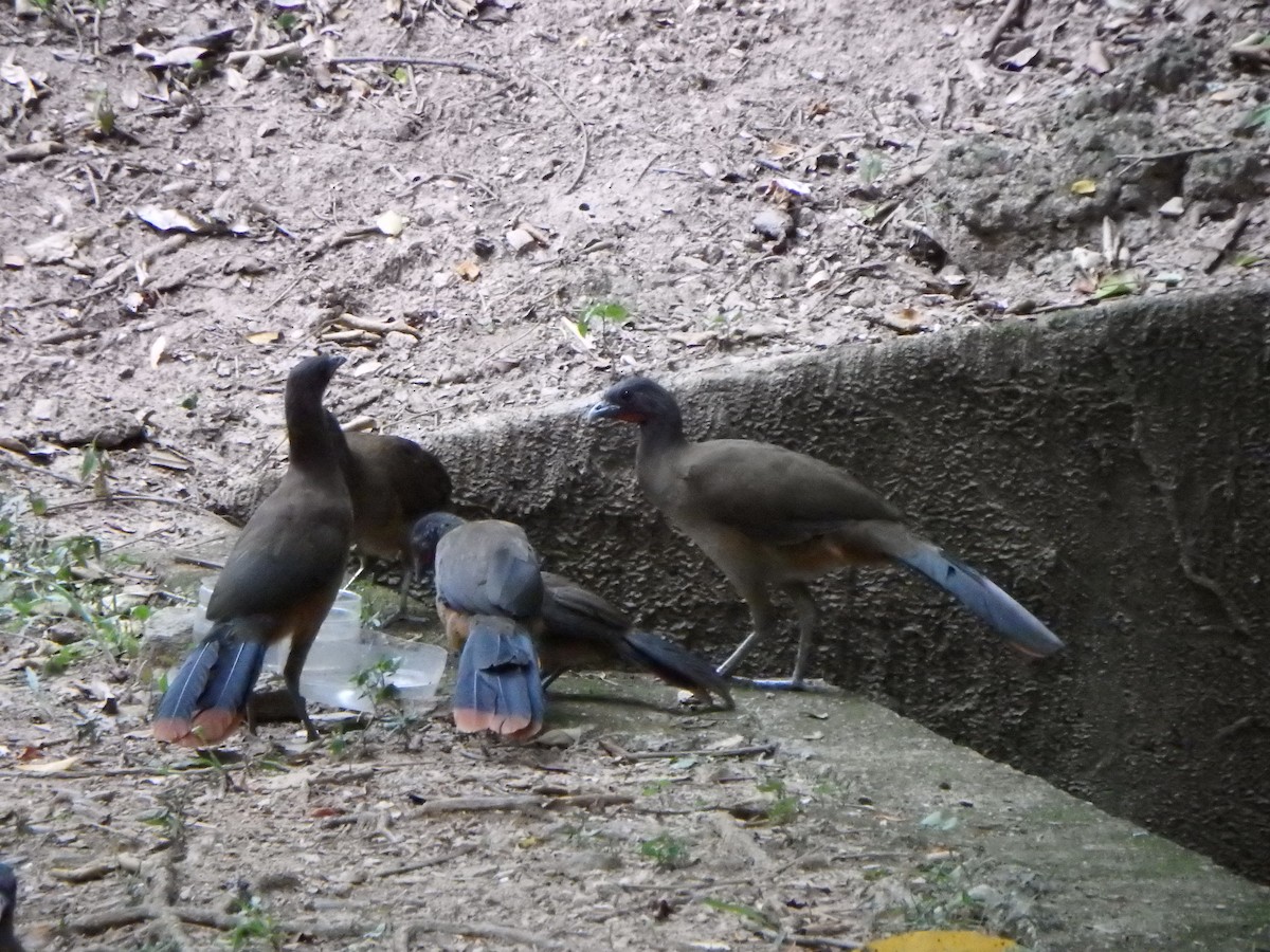 Rufous-vented Chachalaca - ML642041932