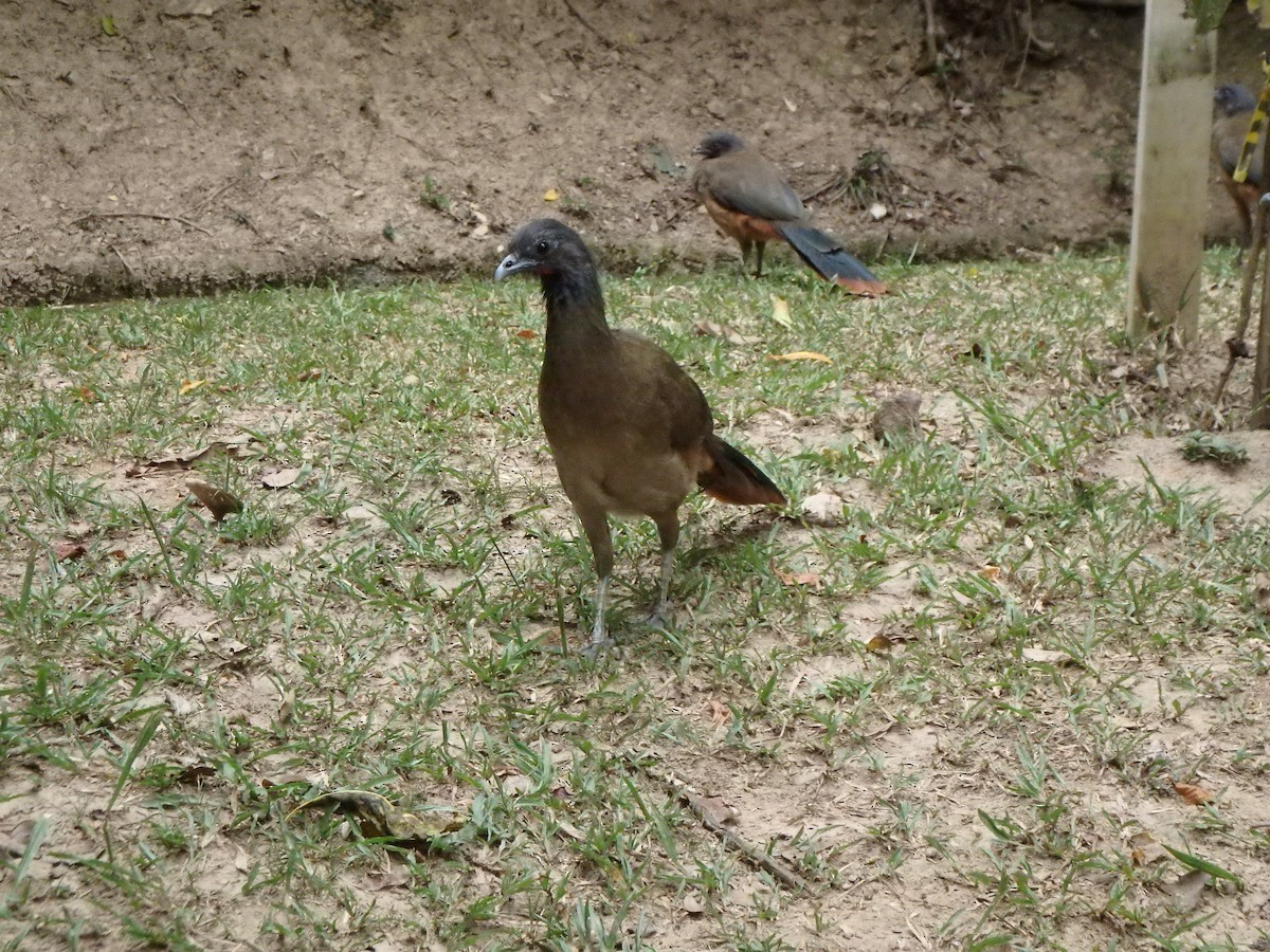 Rufous-vented Chachalaca - ML642041939