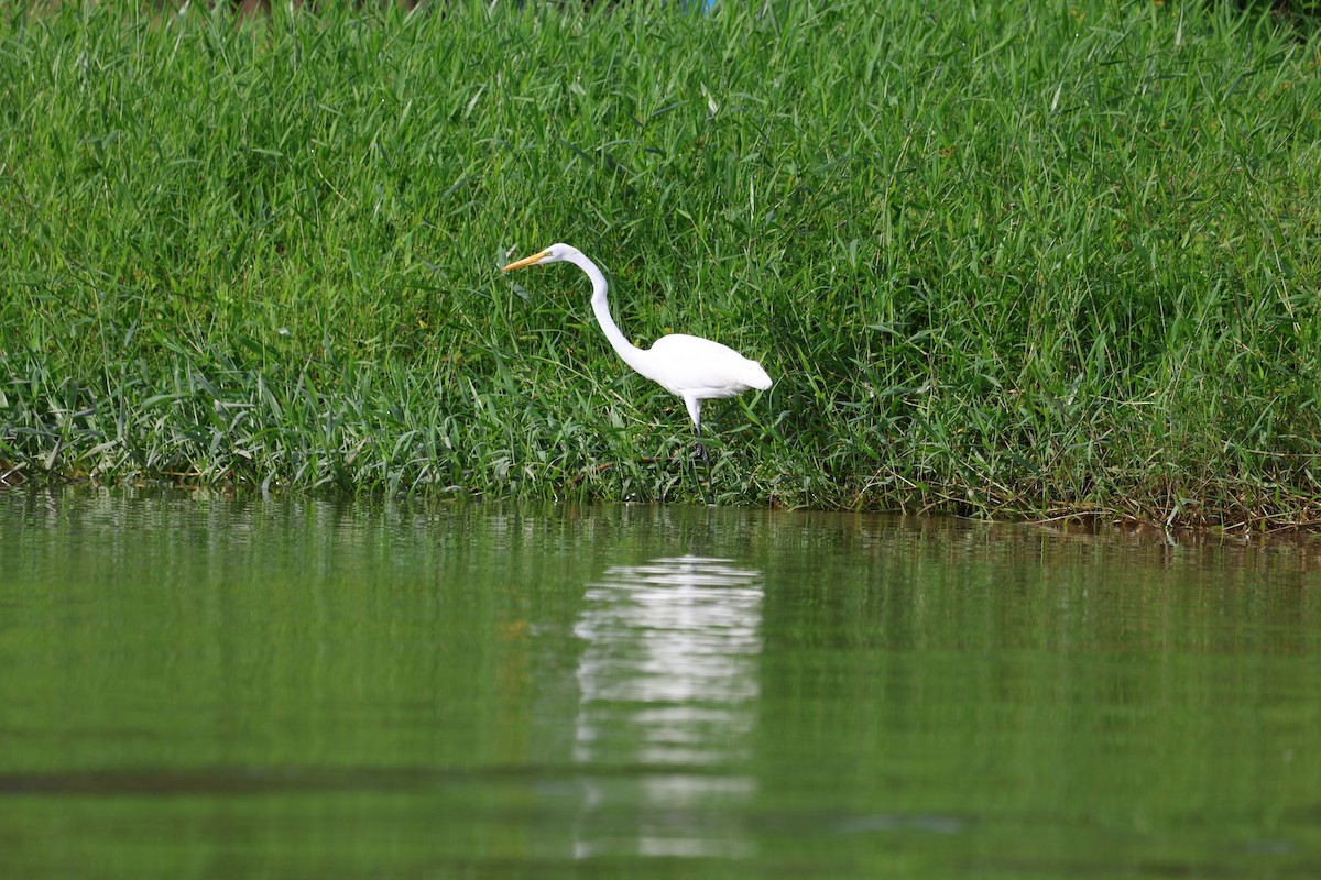 Great Egret - ML642041962