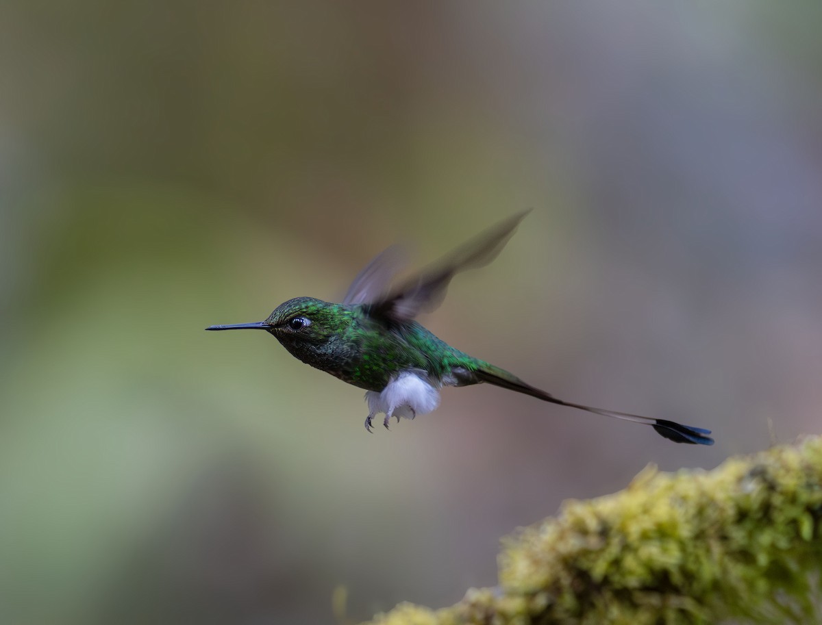 White-booted Racket-tail - ML642041982