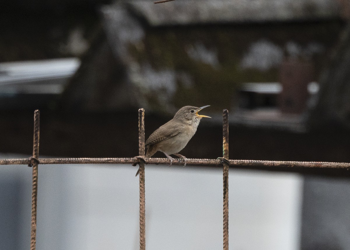 Southern House Wren - ML642041994