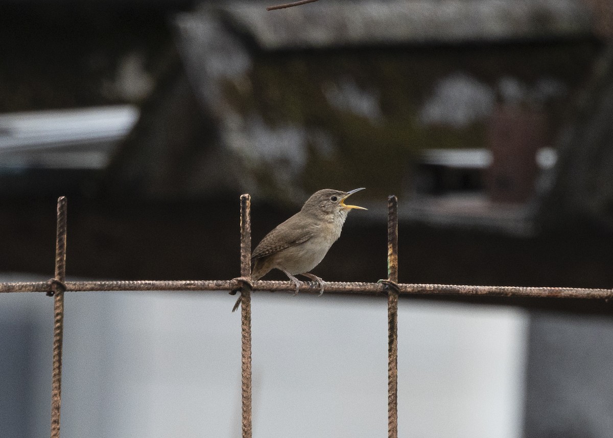 Southern House Wren - ML642041995