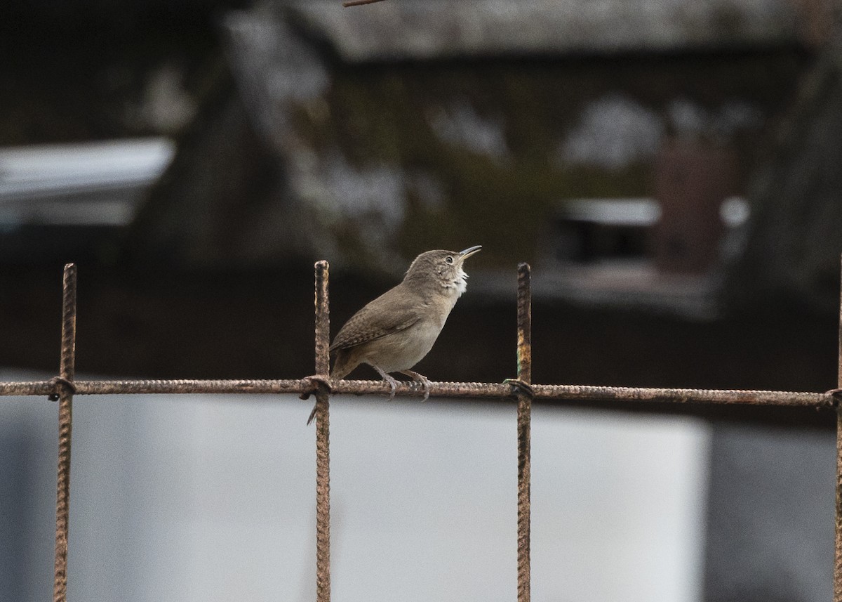 Southern House Wren - ML642041997