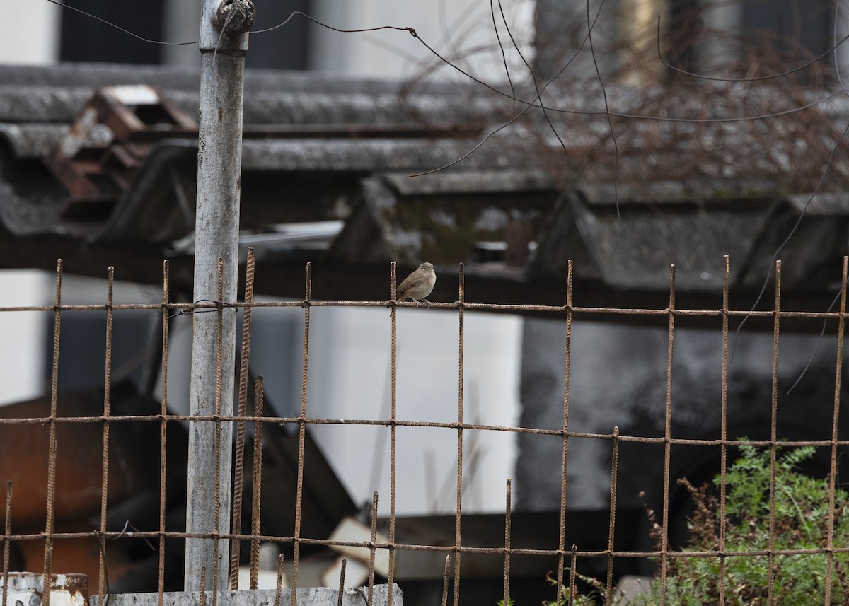 Southern House Wren - ML642041999