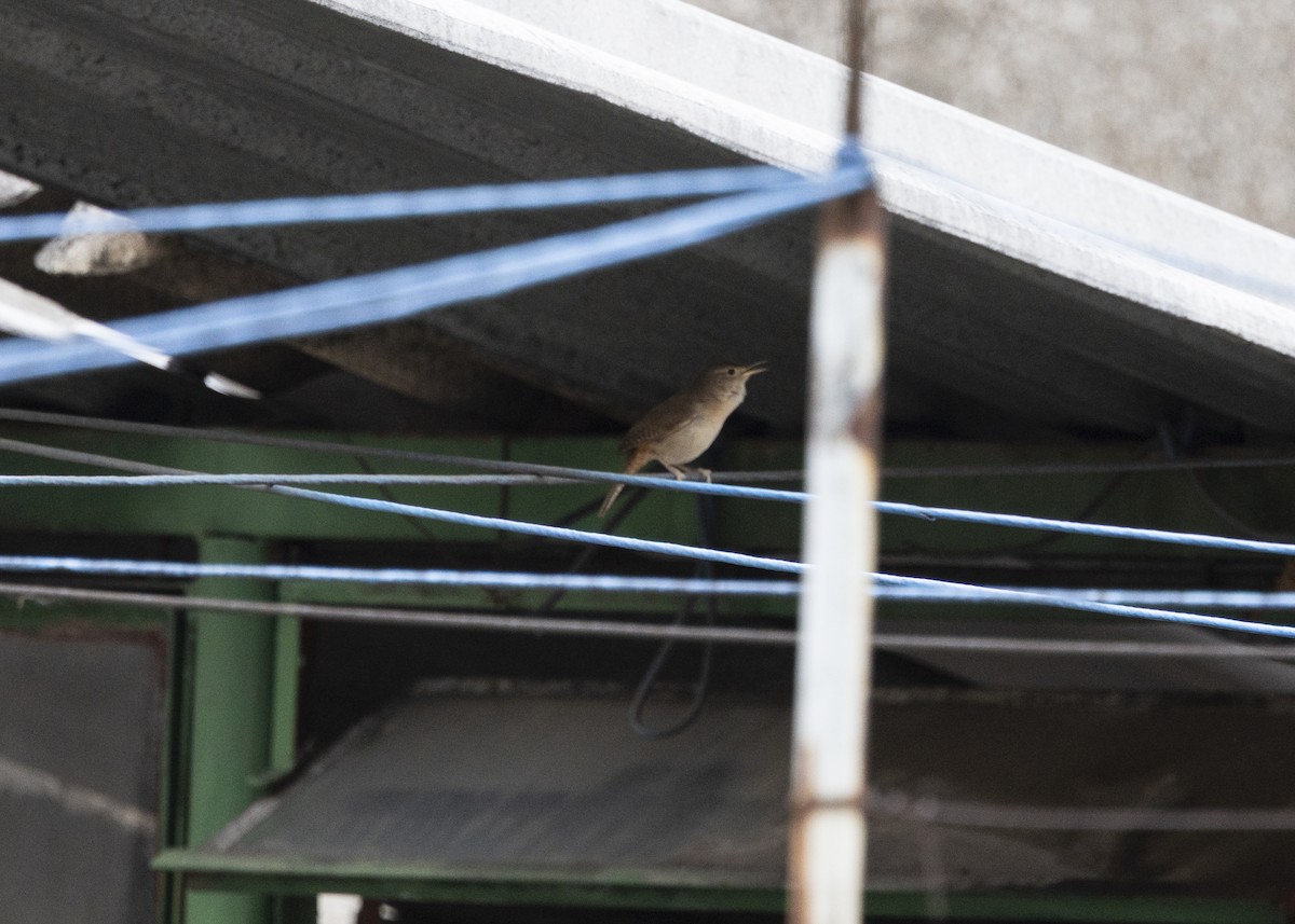 Southern House Wren - ML642042000