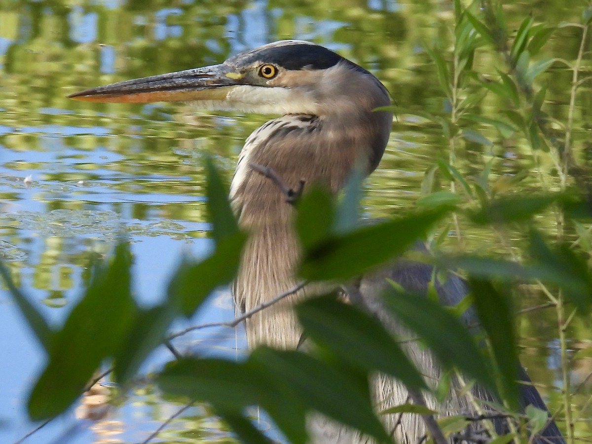 Great Blue Heron - ML642042002