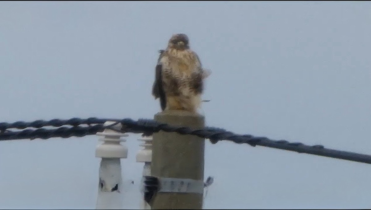 Eastern Buzzard - ML642042027