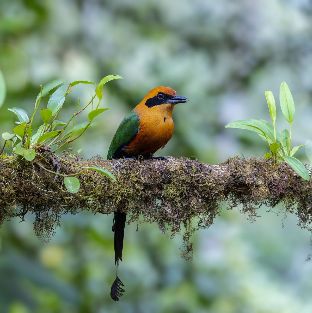 Rufous Motmot - ML642042036