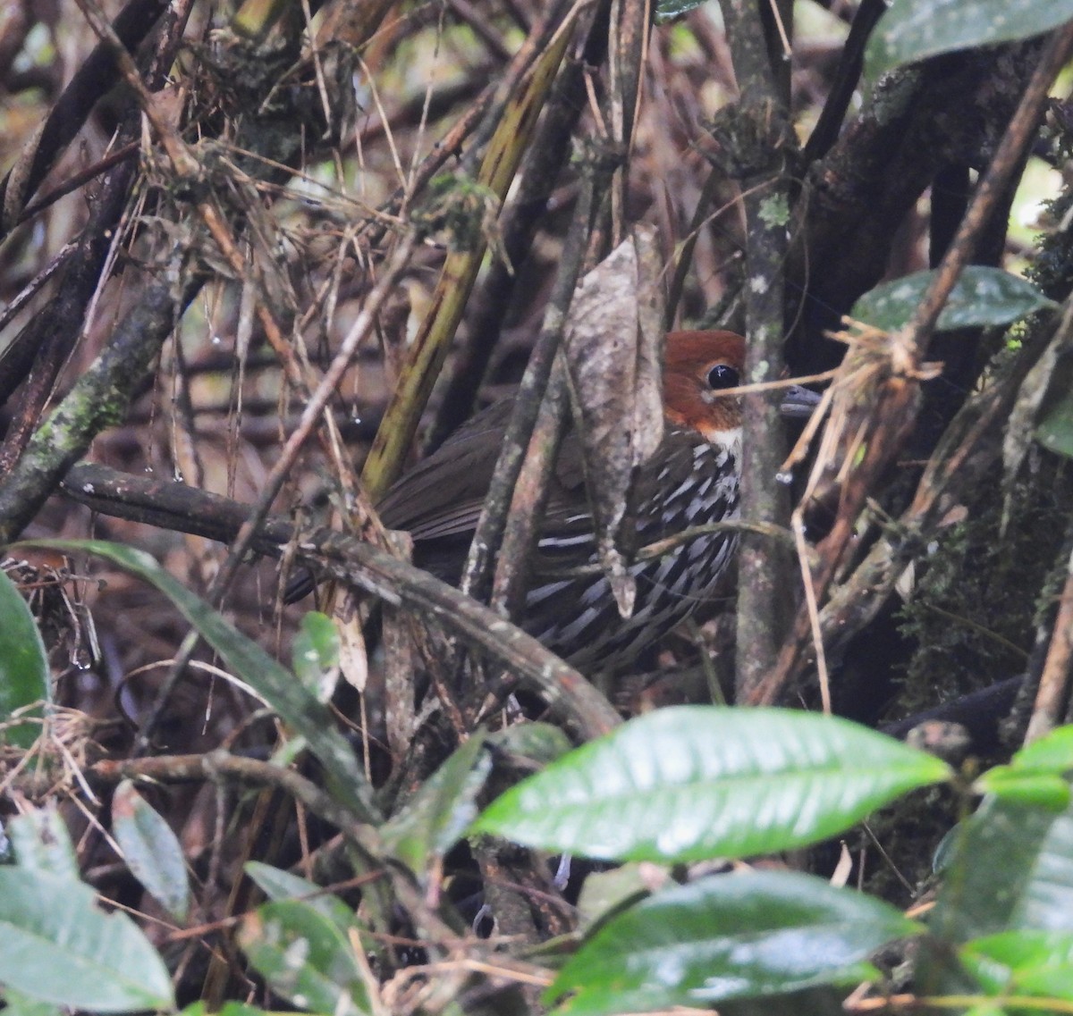 Chestnut-crowned Antpitta - ML642042037