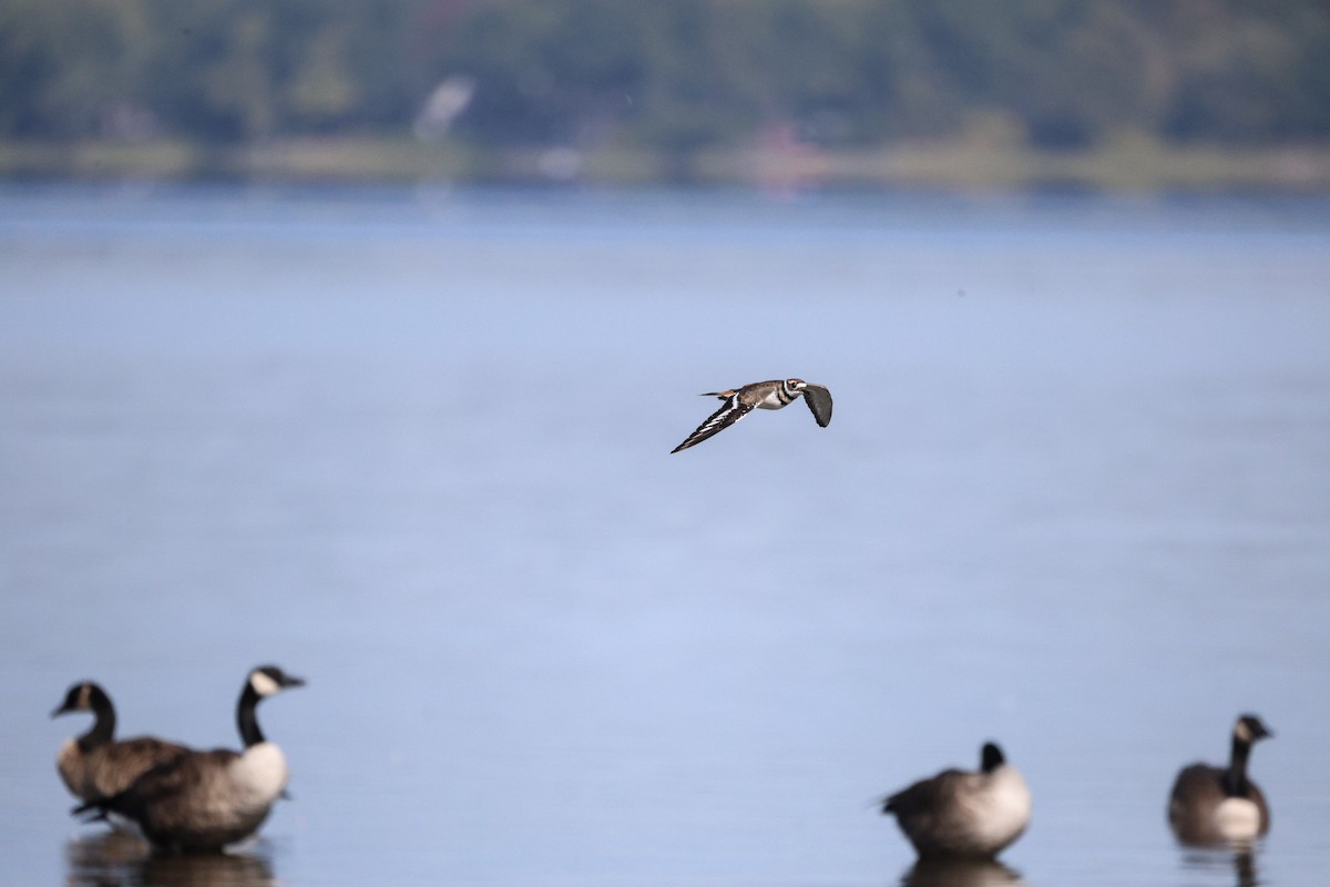 Killdeer - ML642042039