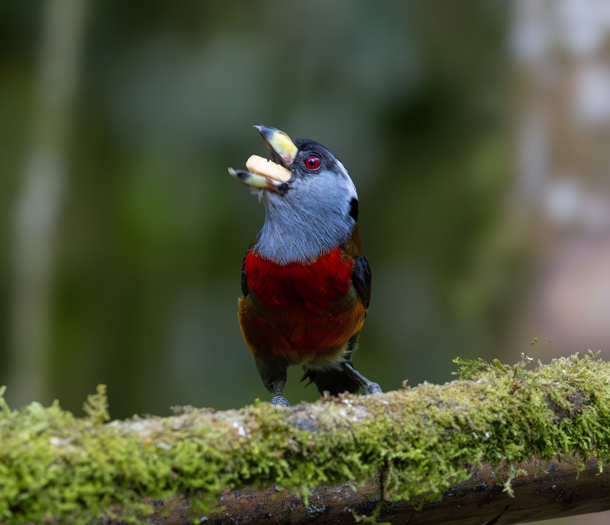 Toucan Barbet - ML642042040