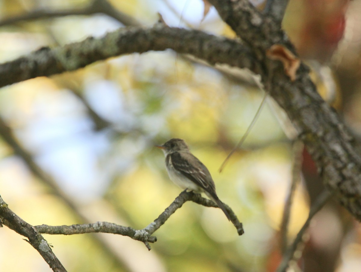 Eastern Wood-Pewee - ML642042042