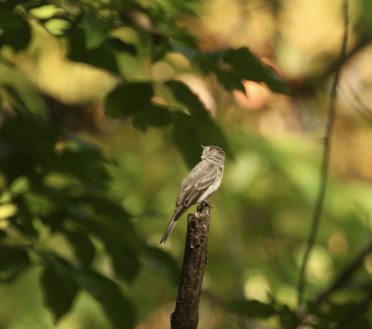Eastern Wood-Pewee - ML642042043