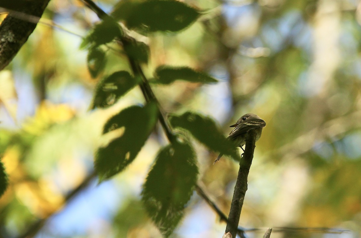 Eastern Wood-Pewee - ML642042044