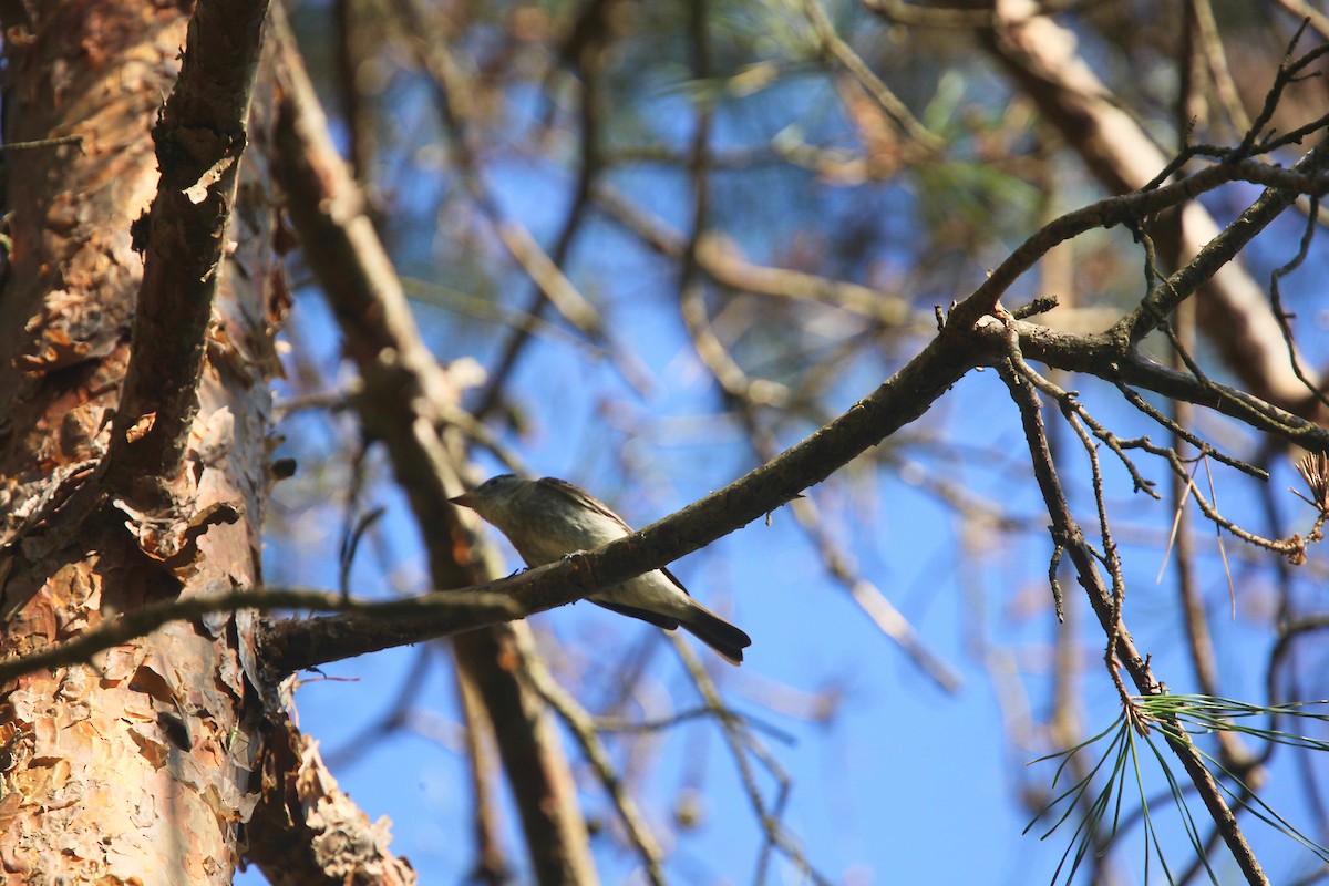 Eastern Wood-Pewee - ML642042045