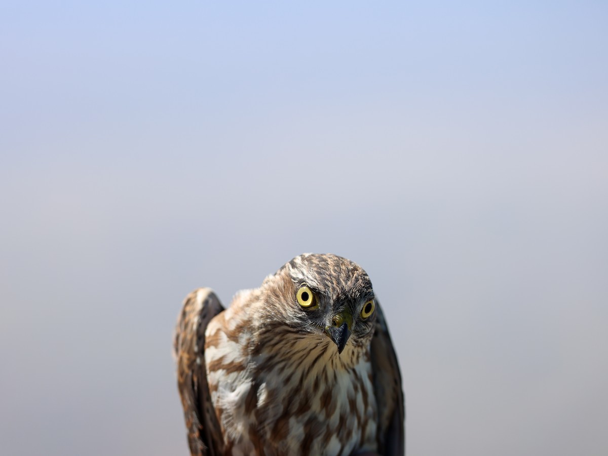 Sharp-shinned Hawk - ML642042048