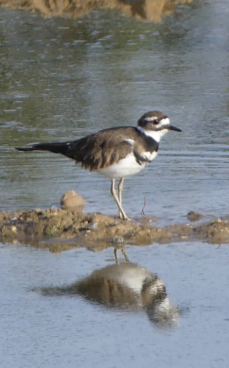 Killdeer - ML642042051