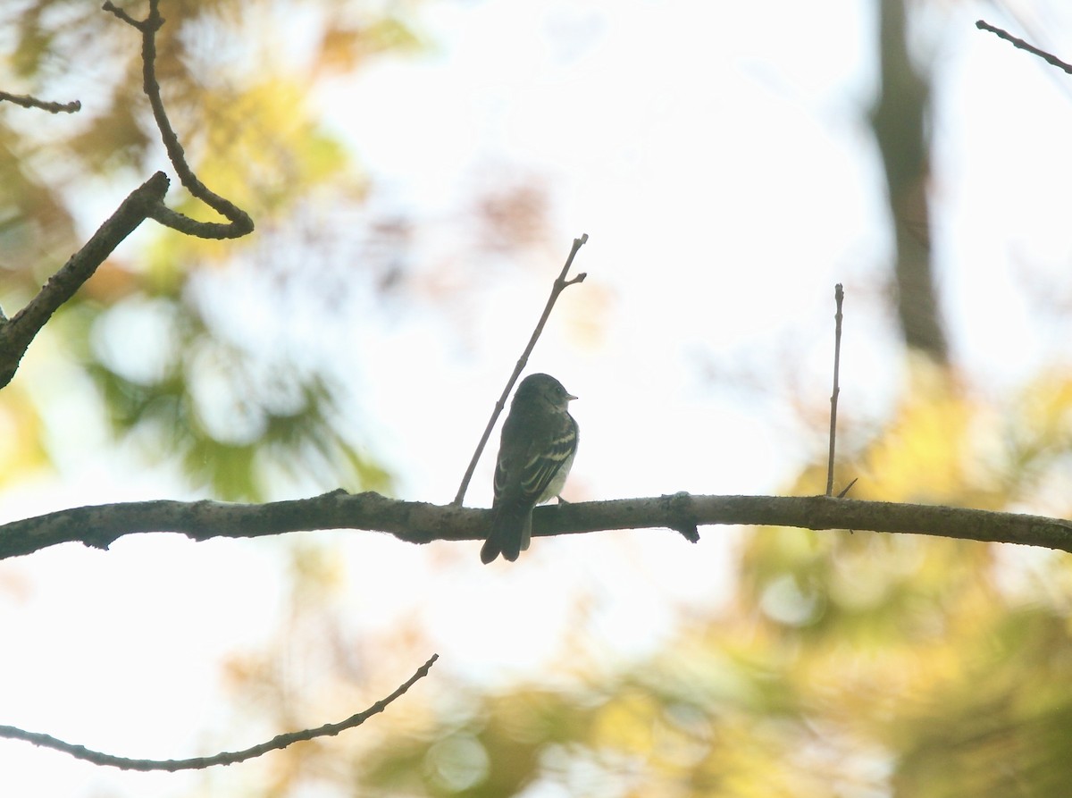 Least Flycatcher - ML642042062